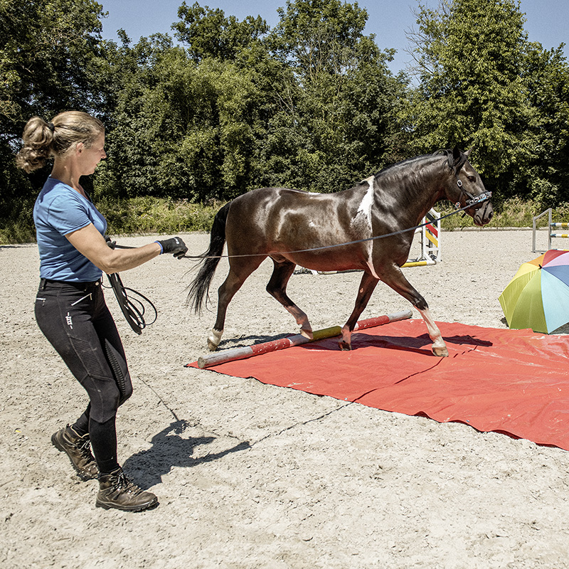 fisella-nadine-horse-hk09