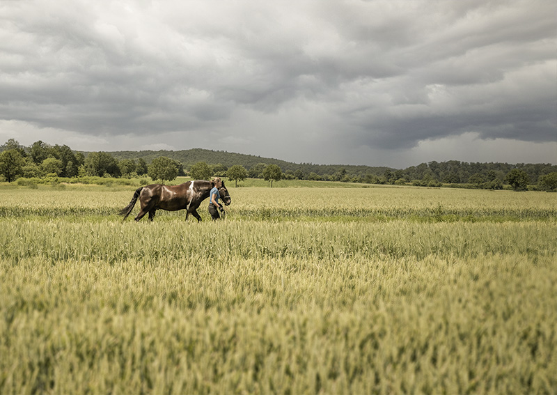 fisella-nadine-horse-k12